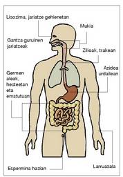 1. Irudia: Organismoak infekzioari jartzen dizkion oztopoak.<br>